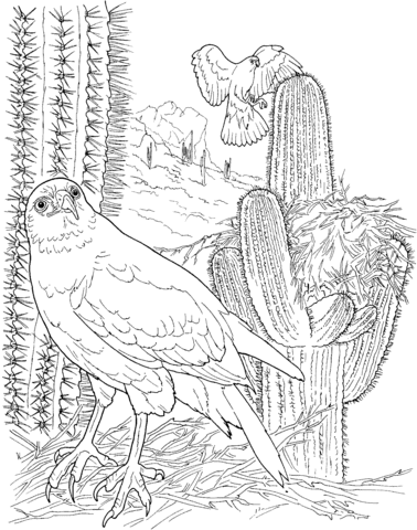 Harris'S Hawk In Saguaro Forest Coloring Page